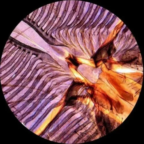 AmScope M100 Series Student Biological Field Monocular Compound Microscope 40X-1000X Magnification with LED Lighting and Slide Preparation Kit