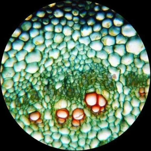 AmScope M100 Series Student Biological Field Monocular Compound Microscope 40X-1000X Magnification with LED Lighting and Slide Preparation Kit